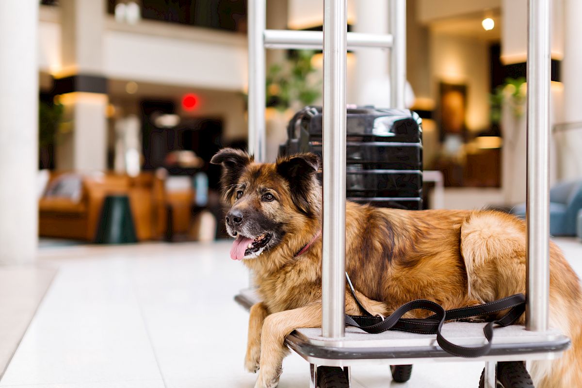 Pets PetFriendly Hotel in Hotel Murano